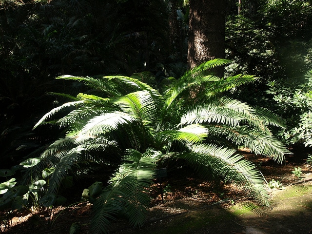 Encephalartos villosus (Encephalartos villosus)