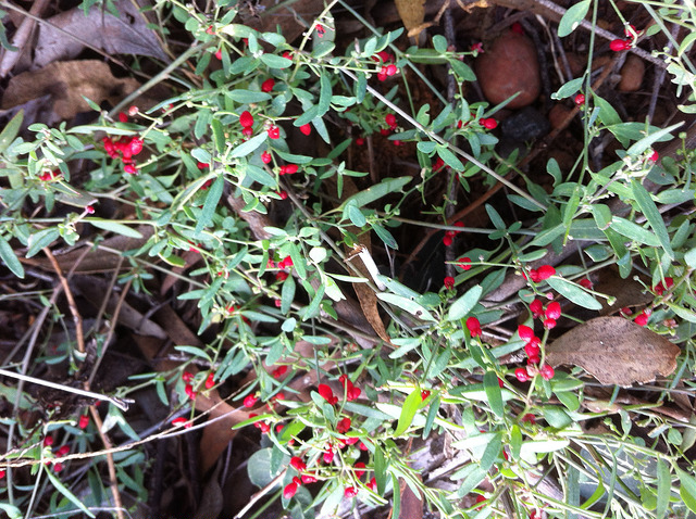 Enchylaena tomentosa