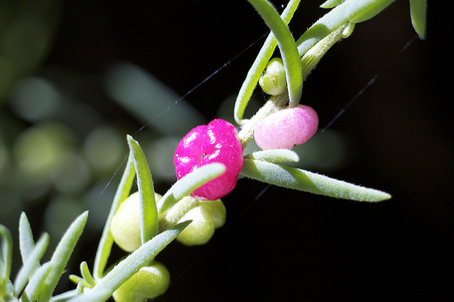 Enchylaena tomentosa
