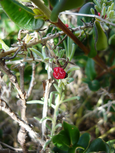 Enchylaena tomentosa