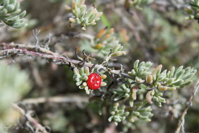 Enchylaena tomentosa