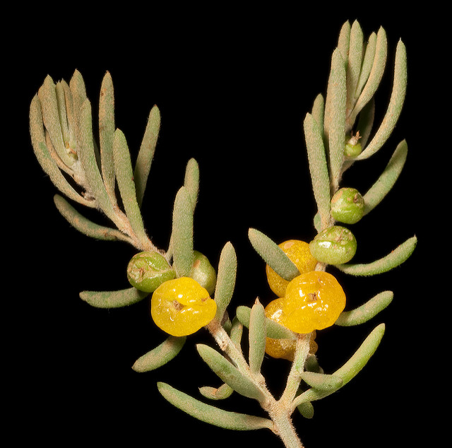 Enchylaena tomentosa