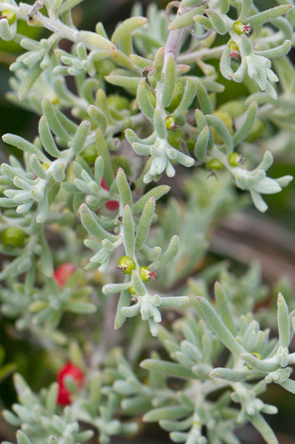 Enchylaena tomentosa