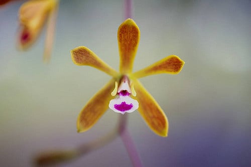 Encyclia tampensis