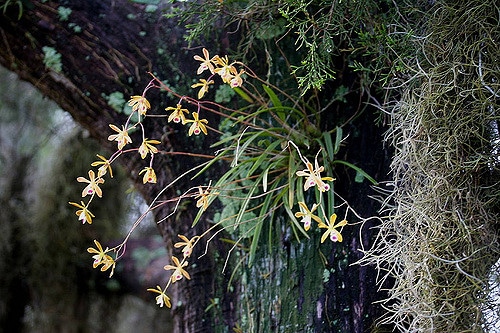 Encyclia tampensis