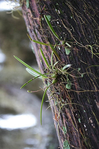 Encyclia tampensis