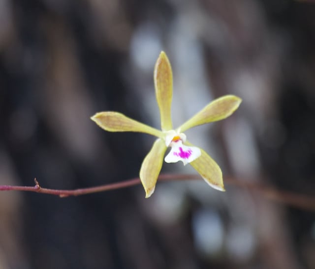 Encyclia tampensis