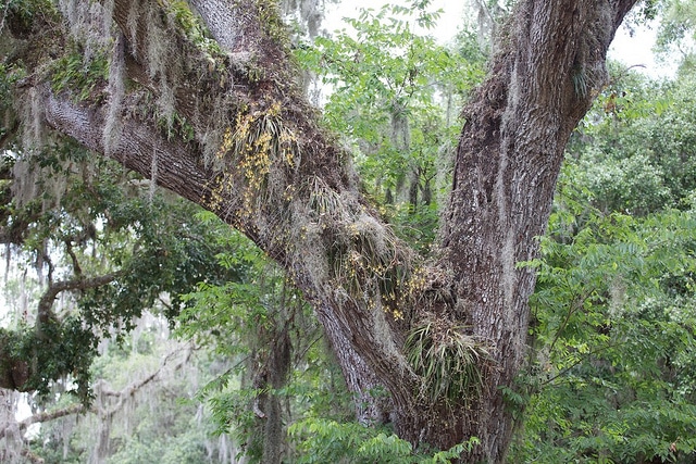 Encyclia tampensis