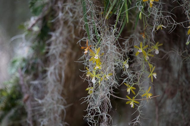 Encyclia tampensis (Encyclia tampensis)