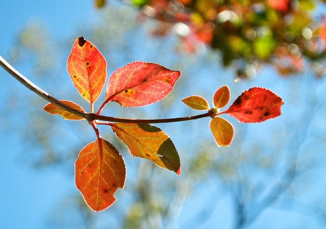 Andromède campanulée (Enkianthus campanulatus)
