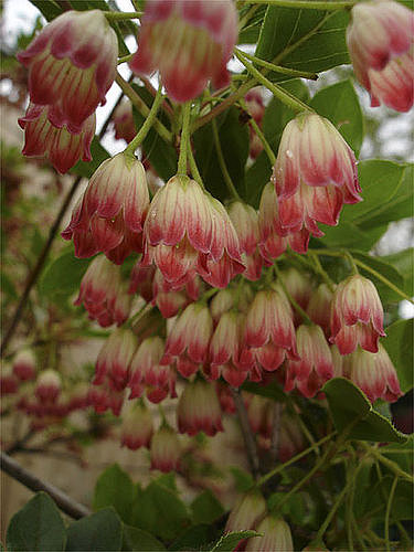 Andromède campanulée