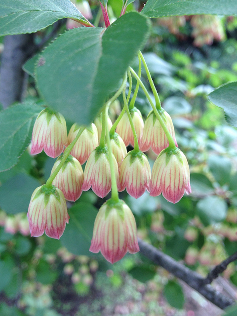 Andromède campanulée