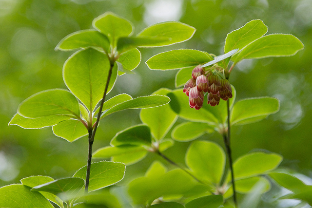 Andromède campanulée