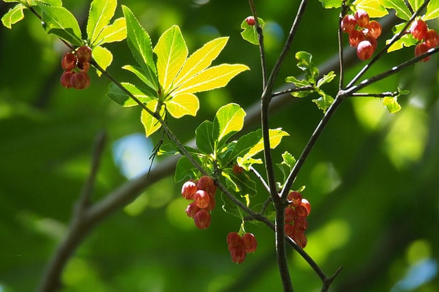 Enkianthus cernuus (Enkianthus cernuus)