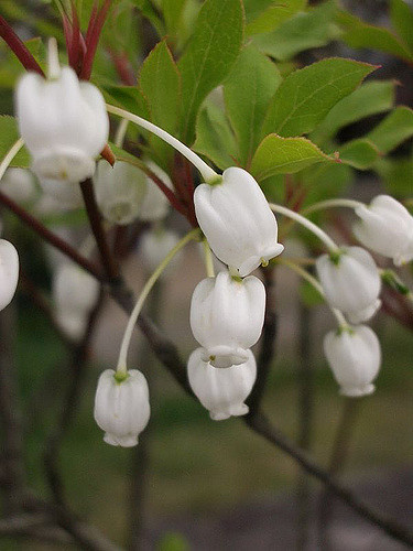 Enkianthus blanc