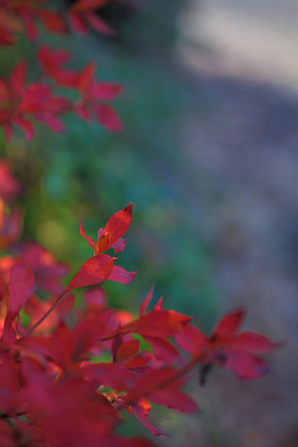 Enkianthus blanc