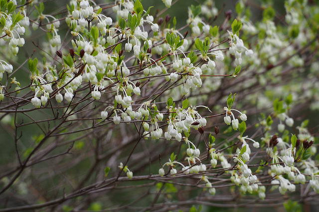 Enkianthus blanc