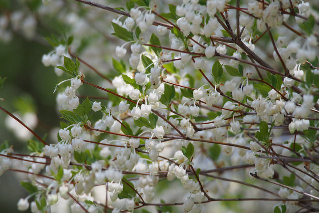 Enkianthus blanc