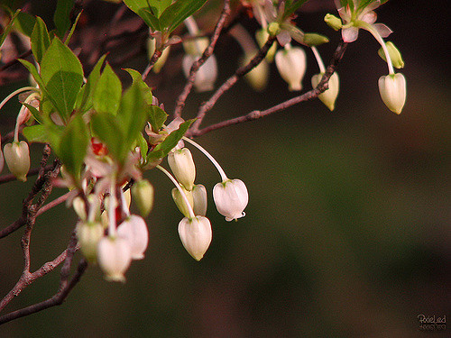 Enkianthus blanc