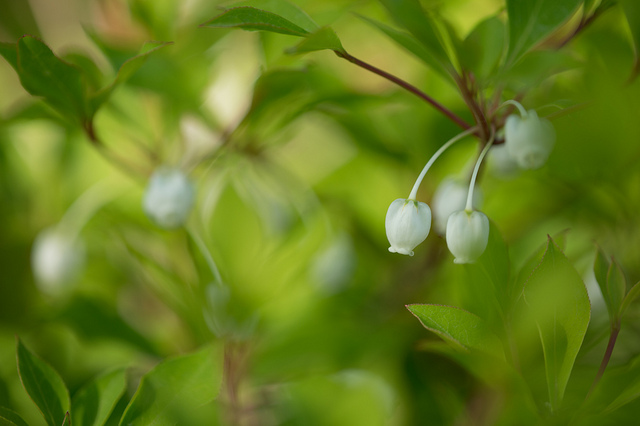Enkianthus blanc (Enkianthus perulatus)