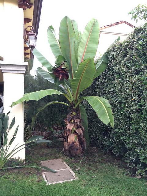 Ensete ventricosum (Ensete ventricosum)