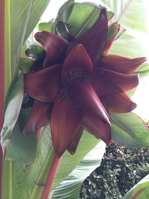 Ensete ventricosum