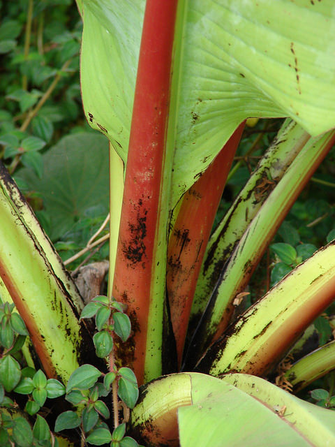 Ensete ventricosum