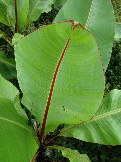 Ensete ventricosum