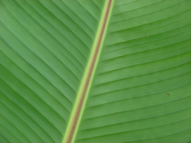Ensete ventricosum