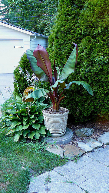 Ensete ventricosum