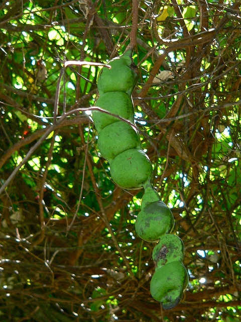 Entada pursaetha