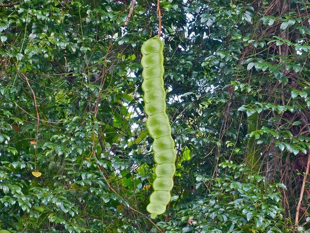 Entada pursaetha