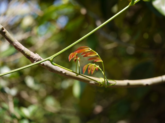 Entada pursaetha (Entada rheedii)