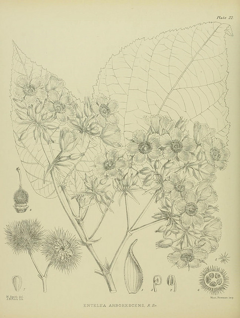 Entelea arborescens