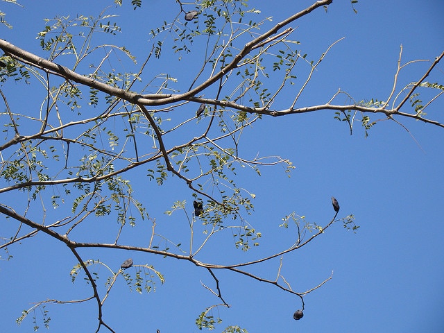 Enterolobium contortisiliquum