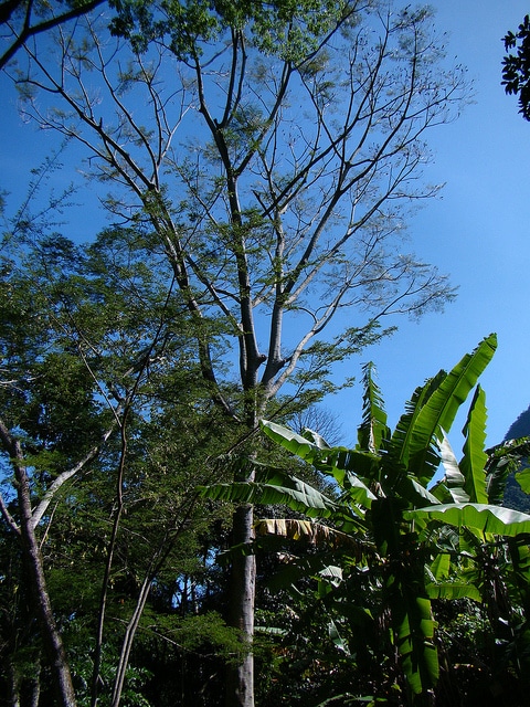 Enterolobium contortisiliquum