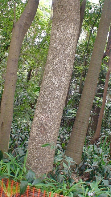 Enterolobium contortisiliquum