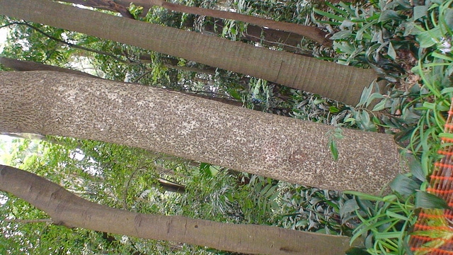Enterolobium contortisiliquum (Enterolobium contortisiliquum)