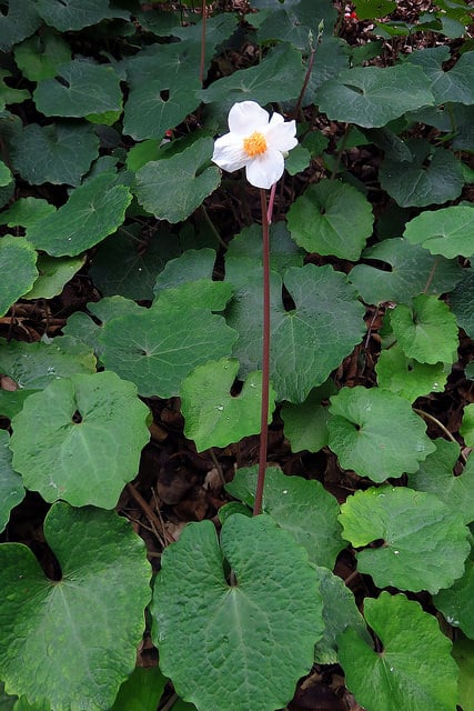 Eomecon chionantha