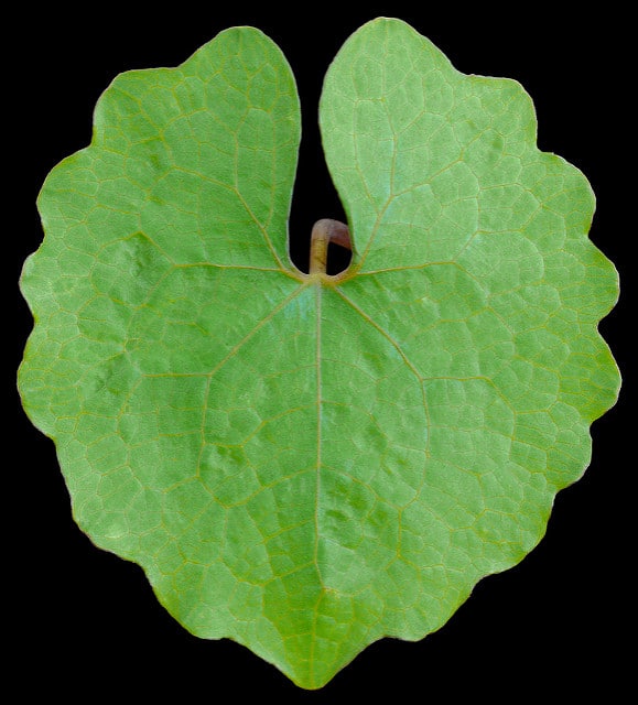 Eomecon chionantha