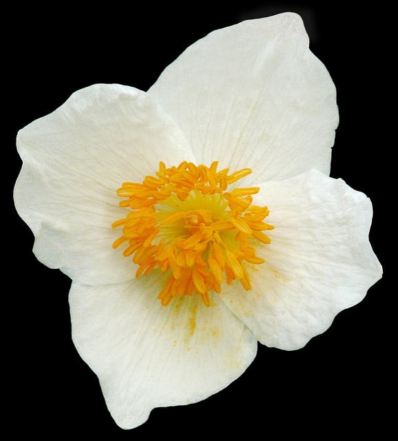 Eomecon chionantha