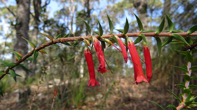 Epacris impressa