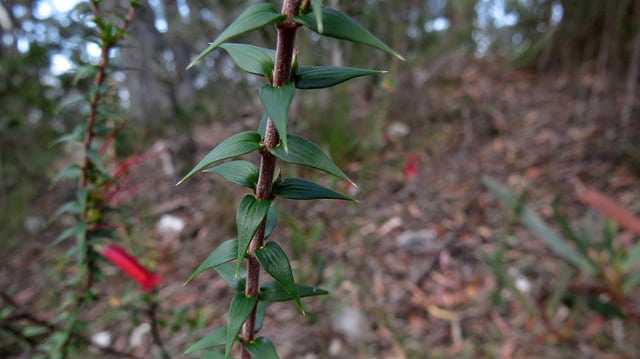 Epacris impressa