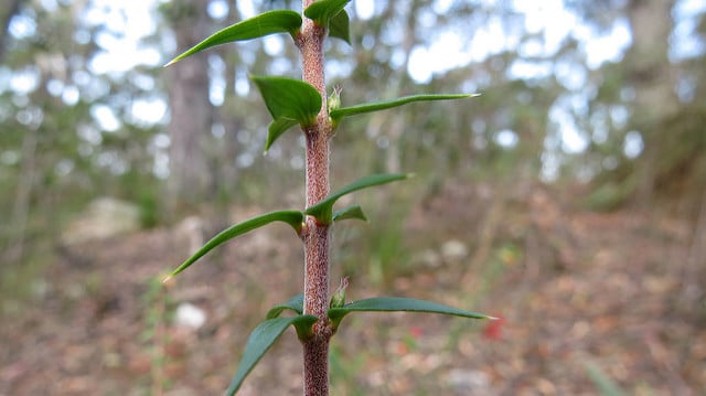 Epacris impressa
