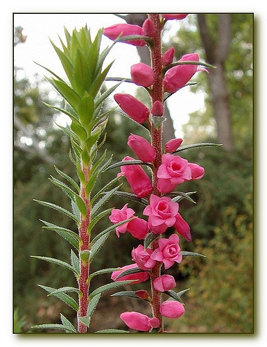 Epacris impressa