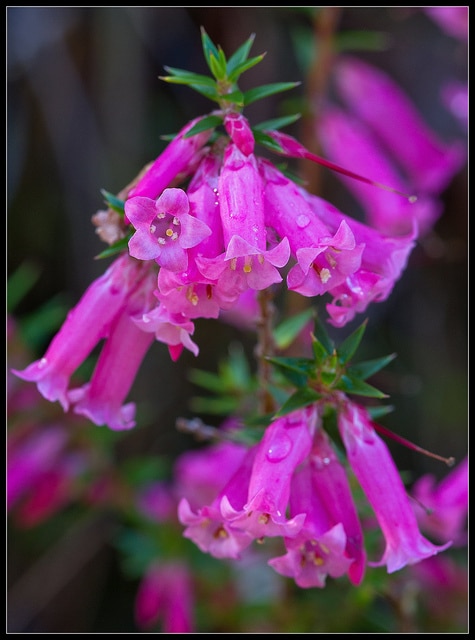 Epacris impressa