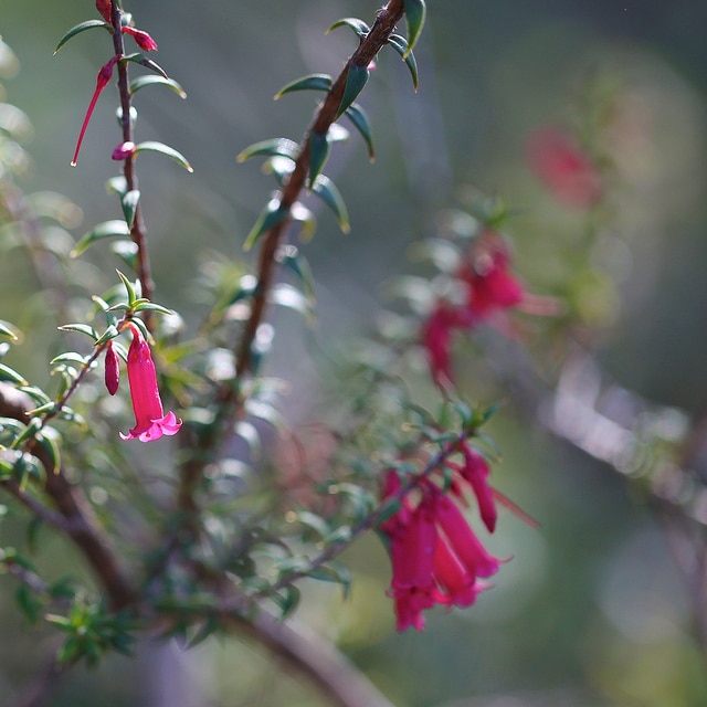 Epacris impressa