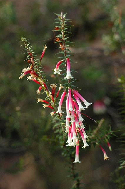 Epacris longiflora
