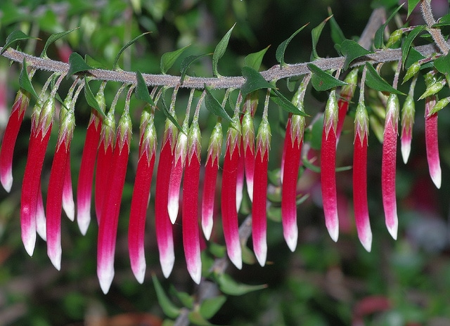 Epacris longiflora