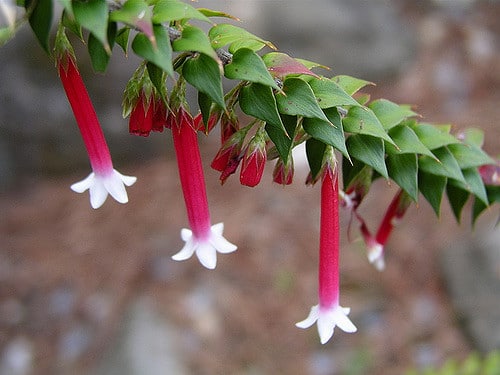 Epacris longiflora
